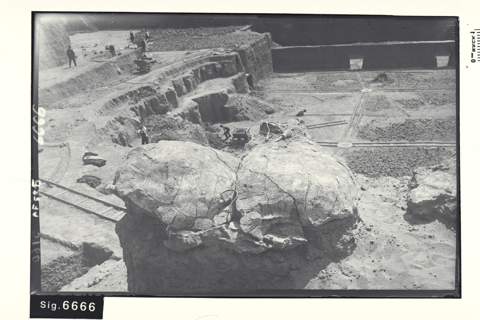 Tortugas fósiles (Testudo bolivari) del yacimiento paleontológico del Mioceno del Cristo del Otero en 1021. Imagen: Archivo del Museo Nacional de Ciencias Naturales de Madrid, sig. ACN002/003/06666.